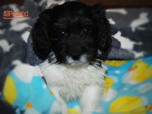 Coton De Tulear/Havanese-DOG-Male-Dark Tri-16068-Petland Iowa City, Iowa