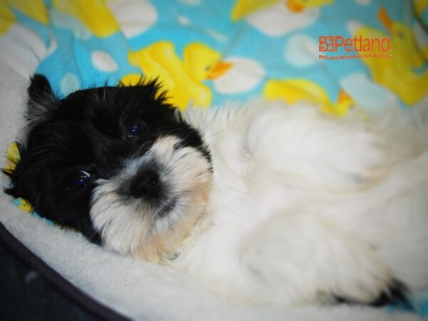 Coton De Tulear/Havanese DOG Female Black & White 16069 Petland Iowa City, Iowa