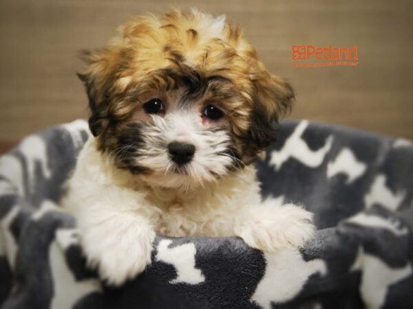 Bichon Frise / Havanese DOG Female Black & White 16070 Petland Iowa City, Iowa