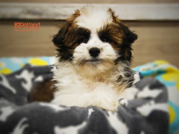 Havanese/Pomeranian DOG Male Tri 16067 Petland Iowa City, Iowa