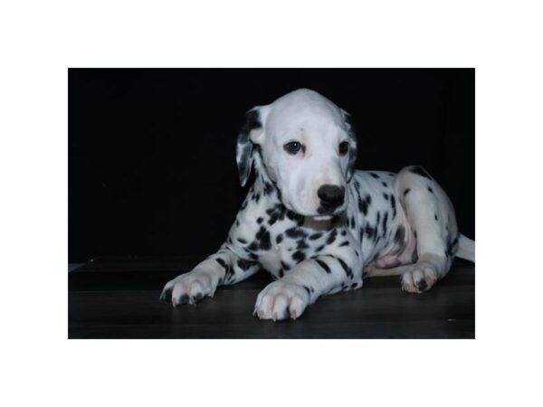 Dalmatian DOG Male Black / White 16074 Petland Iowa City, Iowa