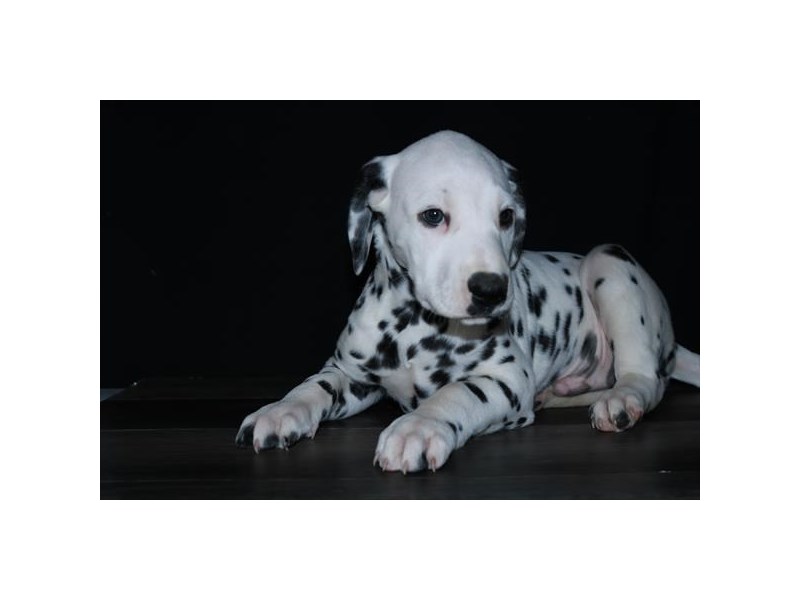 Dalmatian Dog Male Black / White 16074