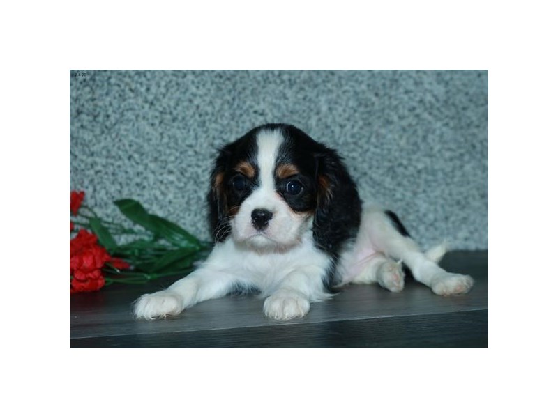 Cavalier King Charles Spaniel Dog Male Black White / Tan 16073