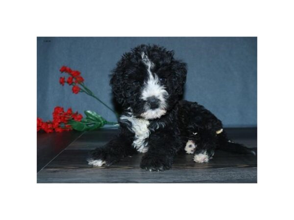 Poodle/Bernese Mountain Dog-DOG-Male-Black / White-16081-Petland Iowa City, Iowa