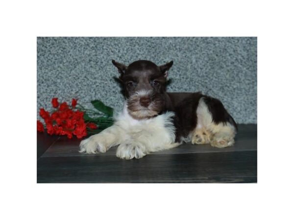 Miniature Schnauzer DOG Female Chocolate / White 16077 Petland Iowa City, Iowa