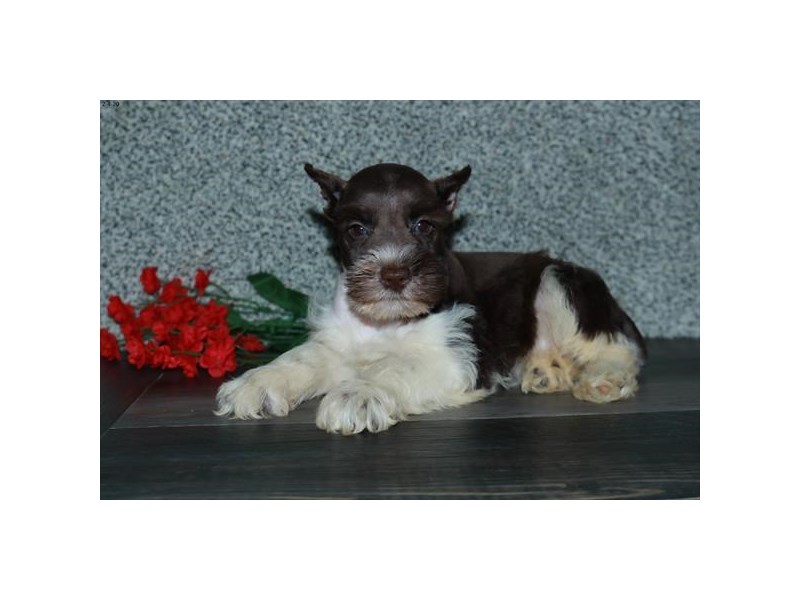 Miniature Schnauzer Dog Female Chocolate / White 16077