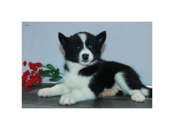 Pomsky DOG Female Black / White 16085 Petland Iowa City, Iowa