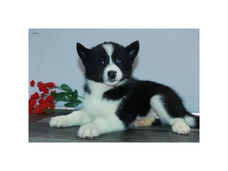Pomsky Dog Female Black / White 16085