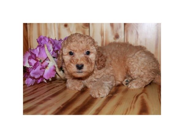 Goldendoodle Mini 2nd Gen DOG Female Apricot 16082 Petland Iowa City, Iowa