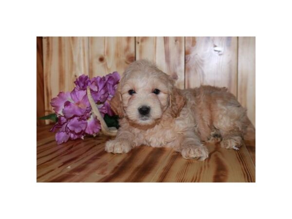 Goldendoodle Mini 2nd Gen DOG Male Buff 16083 Petland Iowa City, Iowa