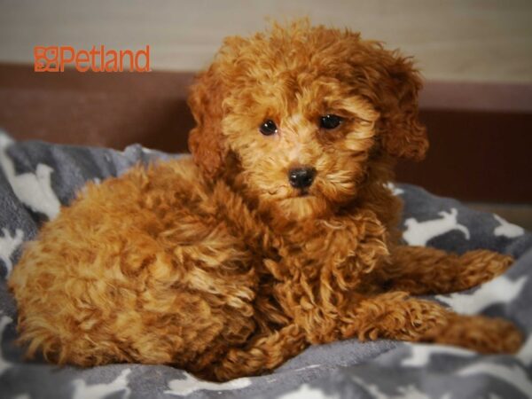 Poodle DOG Male Red 16078 Petland Iowa City, Iowa