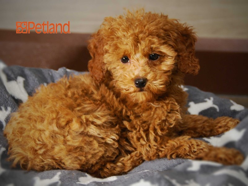 Poodle Dog Male Red 16078