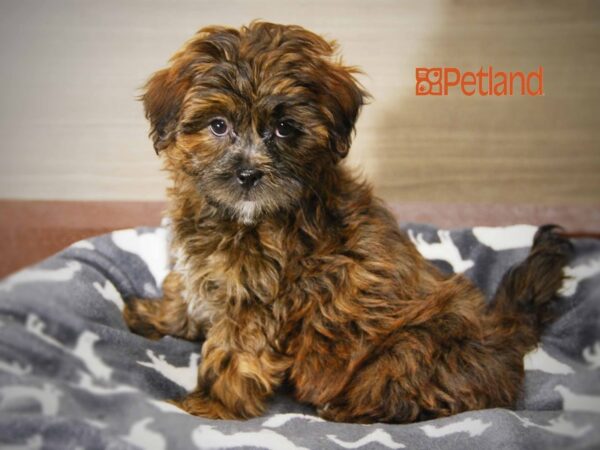 Poodle/Shih Tzu DOG Female Brindle 16084 Petland Iowa City, Iowa