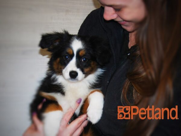 Australian Shepherd DOG Female Black 16080 Petland Iowa City, Iowa