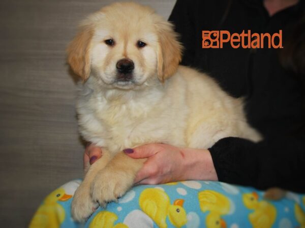 Golden Retriever DOG Male Cream 16075 Petland Iowa City, Iowa