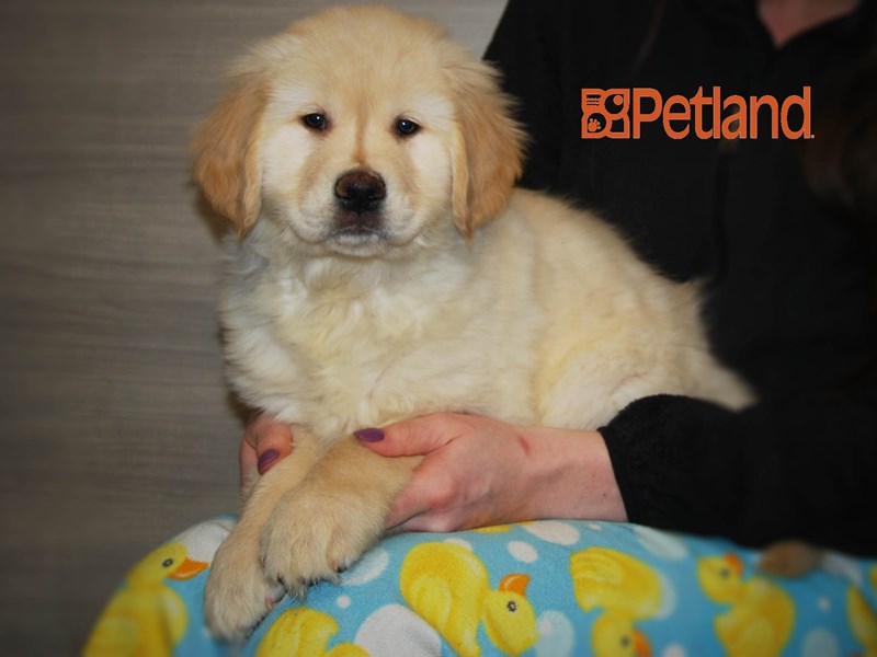 Golden Retriever Dog Male Cream 16075