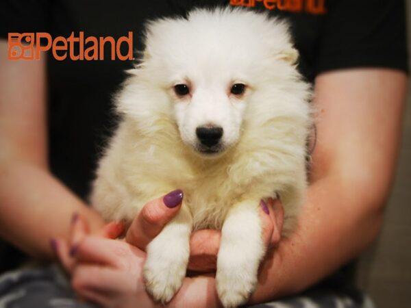 American Eskimo DOG Male White 16072 Petland Iowa City, Iowa