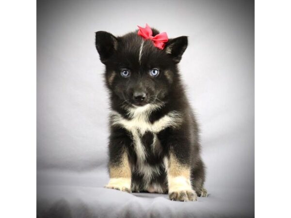 Pomsky DOG Female black/white/Tan 16086 Petland Iowa City, Iowa