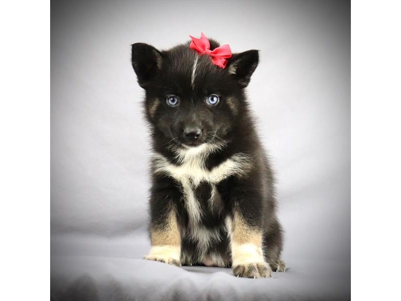 Pomsky Dog Female black/white/Tan 16086