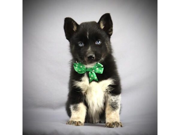 Pomsky DOG Male black/white/Tan 16087 Petland Iowa City, Iowa