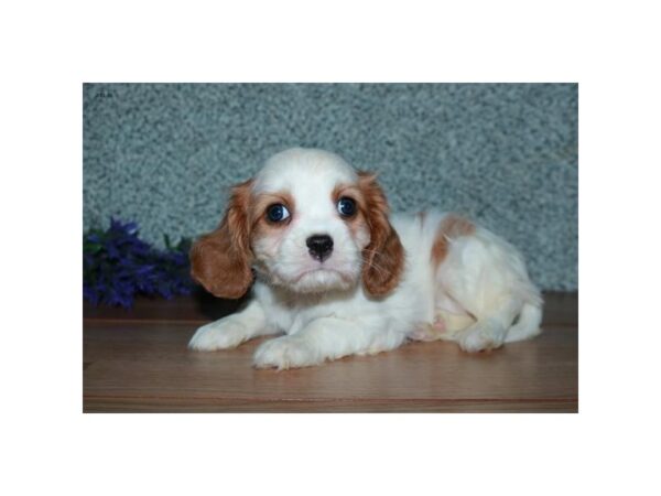 Cavalier King Charles Spaniel DOG Female Blenheim 16092 Petland Iowa City, Iowa