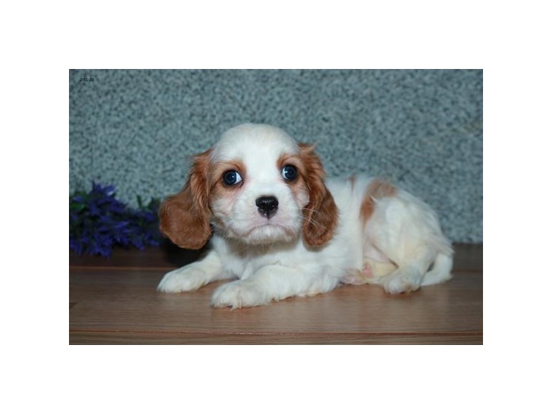 Cavalier King Charles Spaniel Dog Female Blenheim 16092