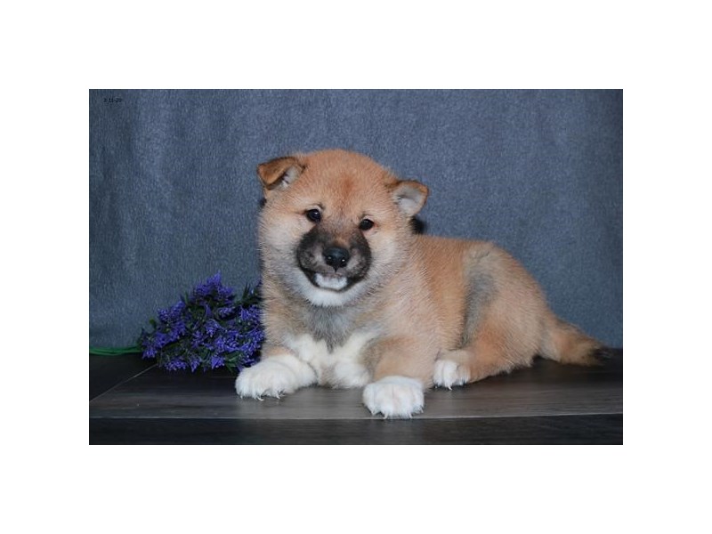 Shiba Inu Dog Male Red 16094