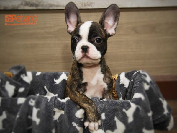 French Bulldog DOG Male Brindle with white markings 16099 Petland Iowa City, Iowa