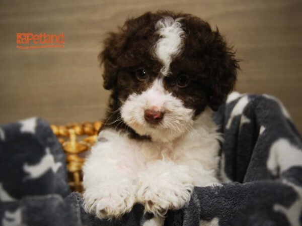 Cock A Poo 2nd Gen DOG Male Chocolate & White 16100 Petland Iowa City, Iowa