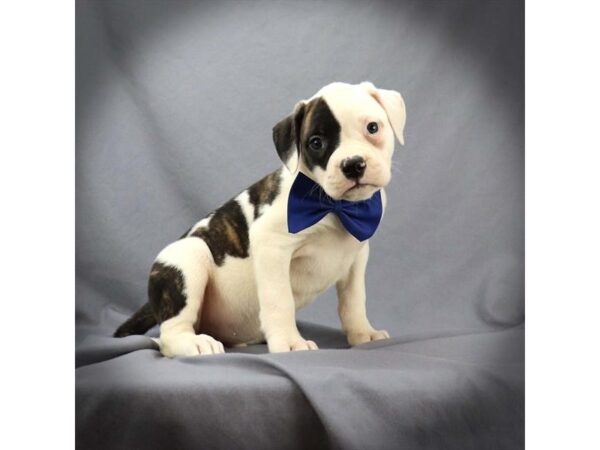 American Bulldog DOG Male Brindle & White 16110 Petland Iowa City, Iowa