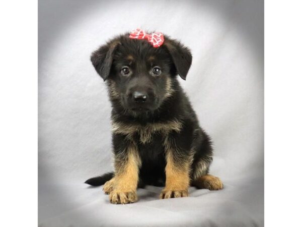 German Shepherd DOG Female Black and Tan 16109 Petland Iowa City, Iowa