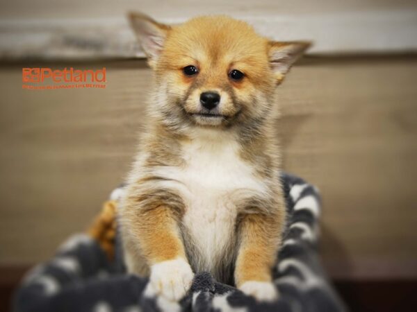 Pomeranian-Shiba Inu-DOG-Female-Brown with white markings-16096-Petland Iowa City, Iowa