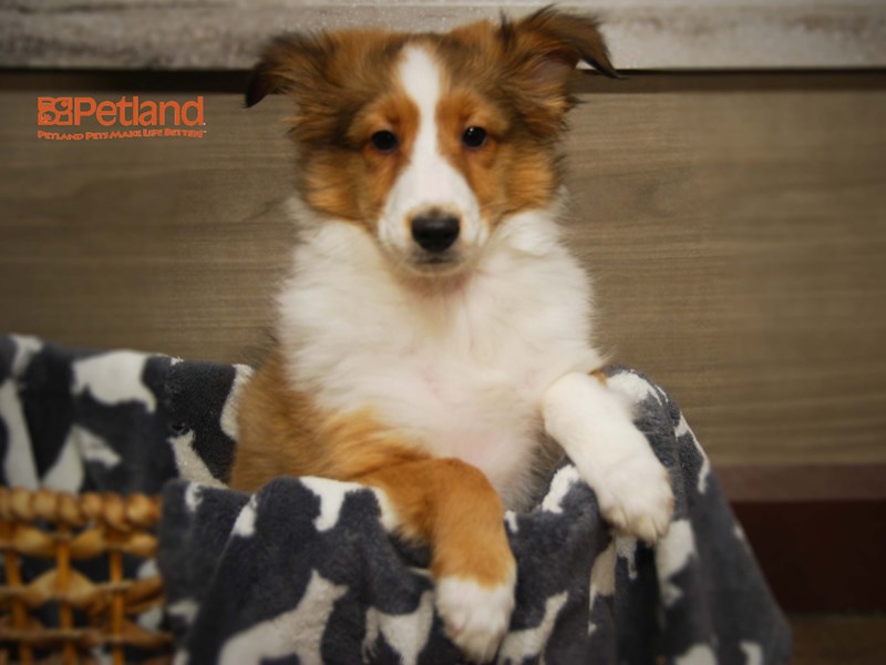 Shetland Sheepdog Dog Male Sable & White 16102