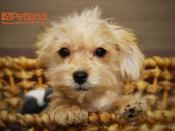 Yoshon-DOG-Female-Rust-16088-Petland Iowa City, Iowa