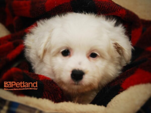 Pomeranian/Coton De Tulea DOG Male 16108 Petland Iowa City, Iowa