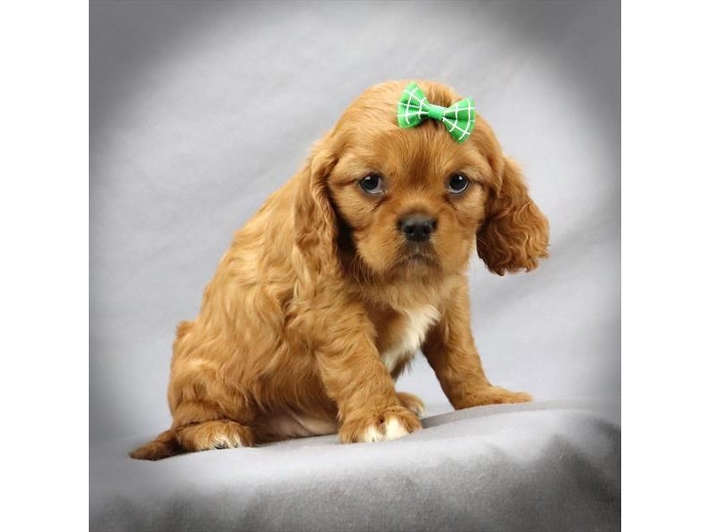Cavalier King Charles Spaniel Dog Female ruby 16123