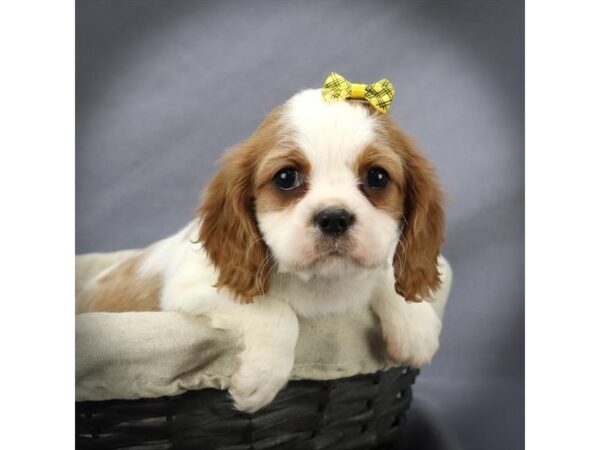 Cavalier King Charles Spaniel DOG Female blenheim 16124 Petland Iowa City, Iowa