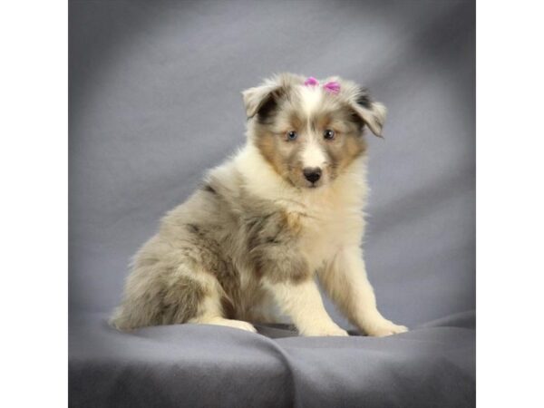 Shetland Sheepdog DOG Female Blue Merle 16125 Petland Iowa City, Iowa