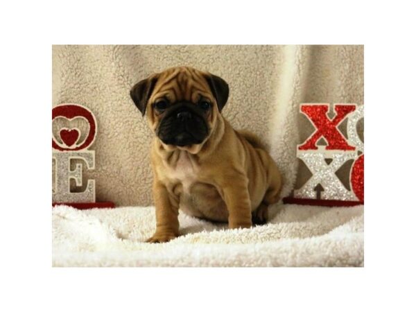 Bulldog/Pug DOG Female Apricot Fawn 16127 Petland Iowa City, Iowa