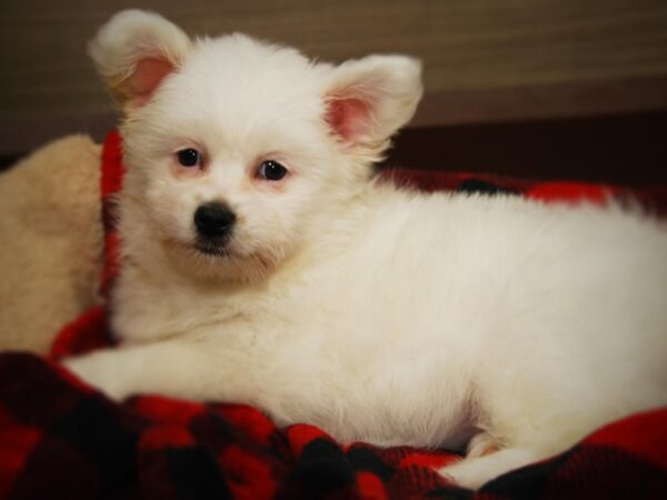 Pomeranian/Coton De Tulea-DOG-Female--16107-Petland Iowa City, Iowa