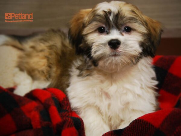 HAVATZU-DOG-Male-Gold / White-16113-Petland Iowa City, Iowa