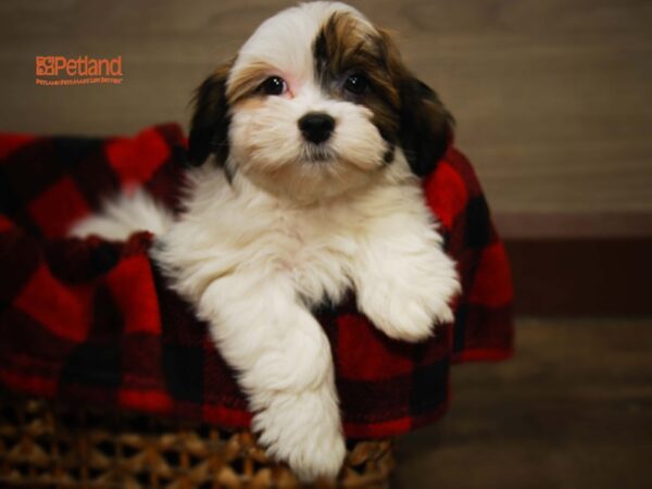 HAVATZU-DOG-Female-Gold / White-16112-Petland Iowa City, Iowa