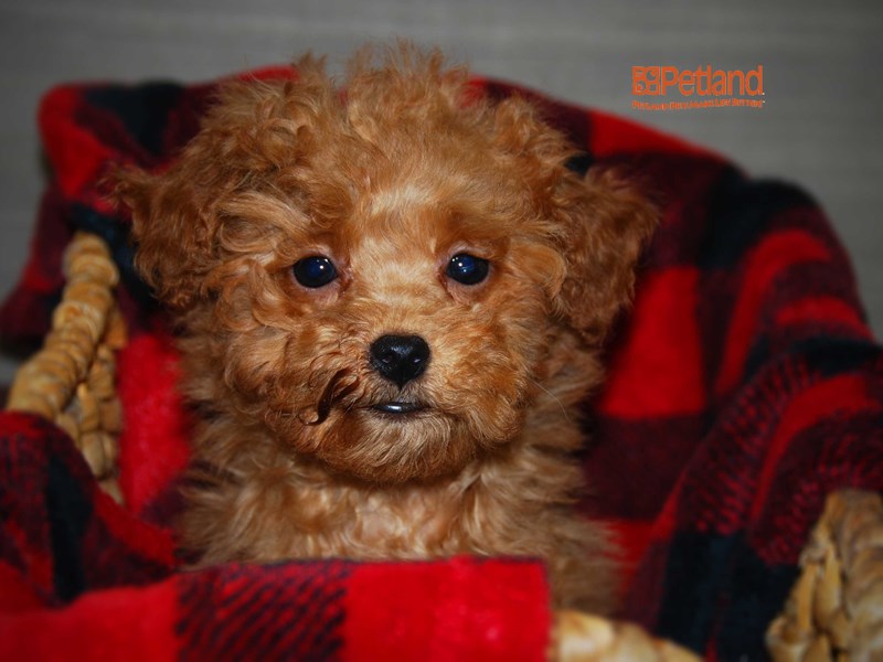 Poodle Dog Female Red 16116