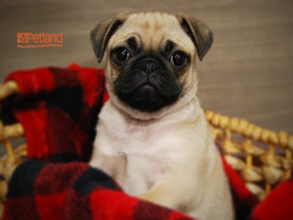 Pug DOG Female Fawn 16120 Petland Iowa City, Iowa