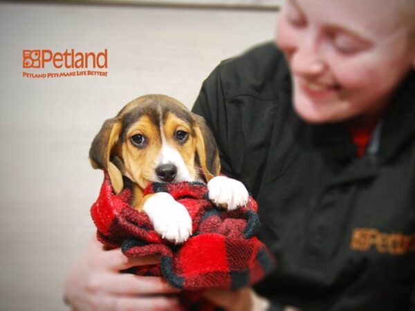 Beagle DOG Male Tri 16121 Petland Iowa City, Iowa