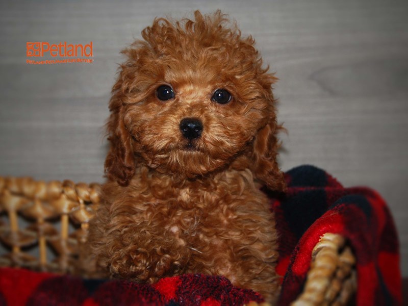 Poodle Dog Female Sable & White 16095