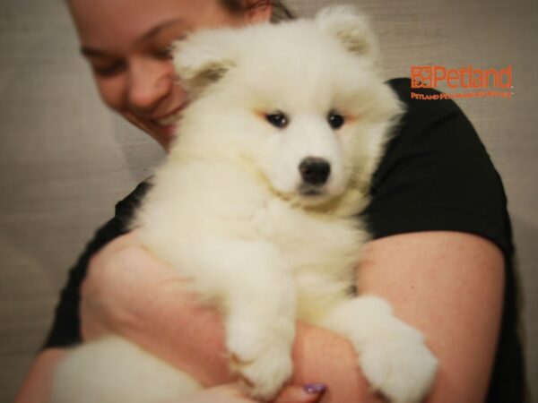 Samoyed DOG Male White 16118 Petland Iowa City, Iowa