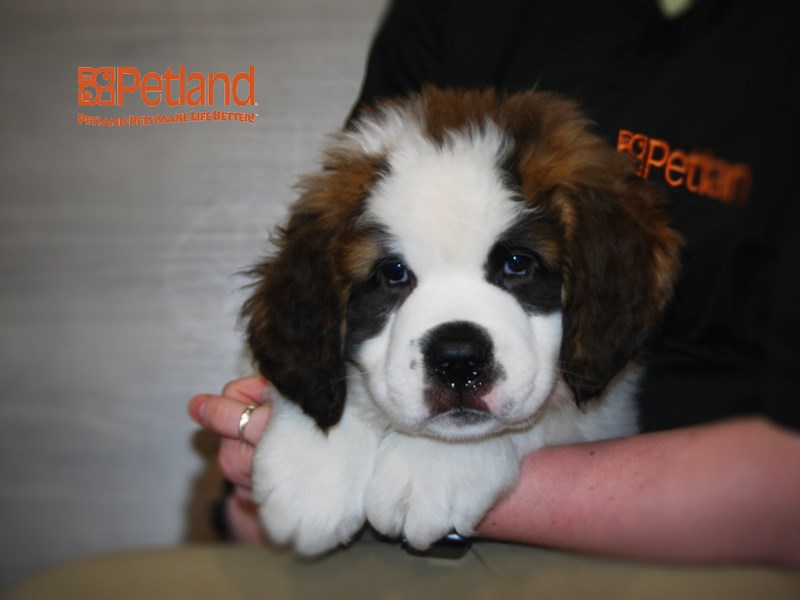 Saint Bernard Dog Male Sable / White 16117