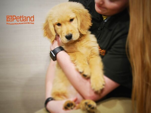 Golden Retriever DOG Female Golden 16093 Petland Iowa City, Iowa