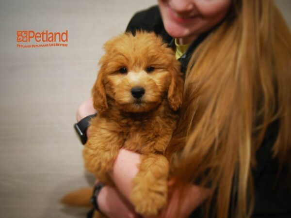 Mini Goldendoodle-DOG-Male-Red-16098-Petland Iowa City, Iowa